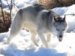 wolf