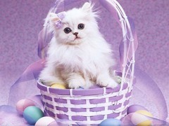 simona_10