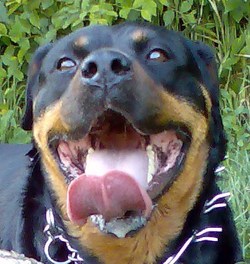 Rottweiler