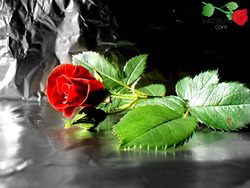 fanita_8508
