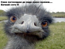 dididim