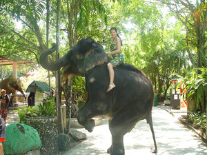 rayna varhu slon v tayland