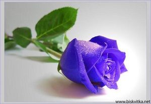 Синя роза...като твоите очи...