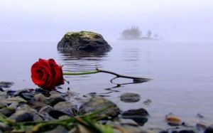 Роза в езерото