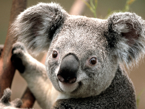 коалата е сладка нали?точно  като селена