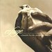 Various Artists-Refuge