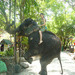 rayna varhu slon v tayland