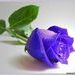 Синя роза...като твоите очи...