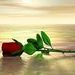 Червена роза- желание и страст...