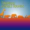 The Sounds Of Tropical Jungle
