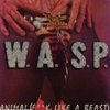 wasp (single) animal