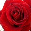 Роза - любов