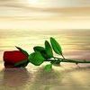 Червена роза- желание и страст...