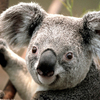 коалата е сладка нали?точно  като селена