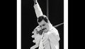 Freddie Mercury - The King