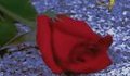 Edguy - Scarlet Rose ( Авторско Видео )